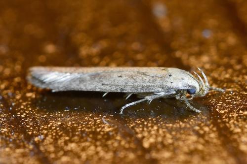Réf. 336 158 : Platyedra subcinerea